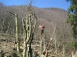 <b>Potatura alberi</b>