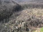 <b>Potatura alberi</b>