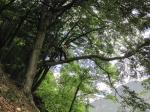 <b>Potatura alberi</b>