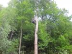 <b>Potatura alberi</b>
